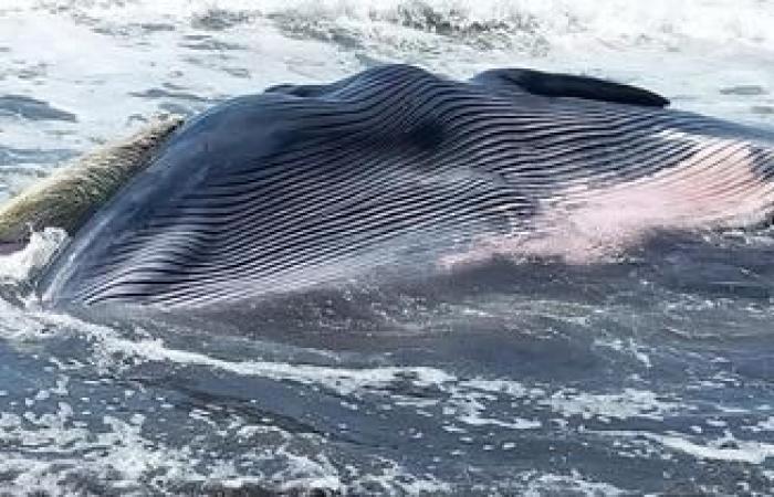 Los científicos descubren asombrosas criaturas vivientes bajo el océano.