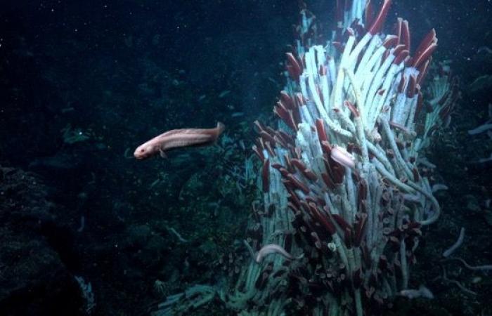 Los científicos descubren asombrosas criaturas vivientes bajo el océano.