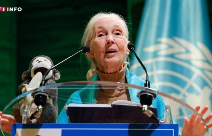 VÍDEO – En París, la famosa primatóloga Jane Goodall defiende la biodiversidad… y toma la voz de un chimpancé