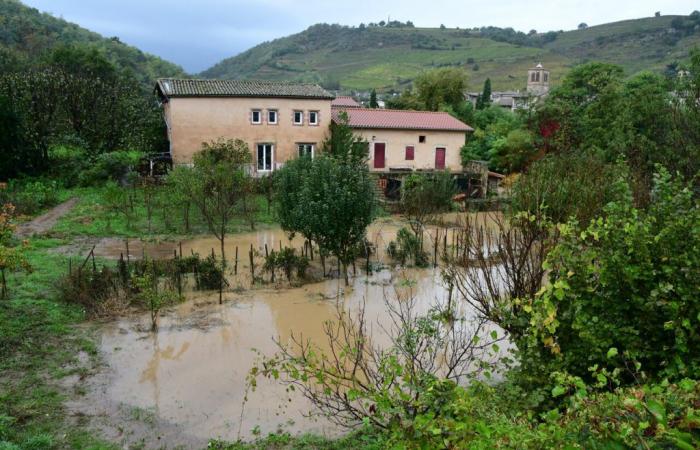 murió la vaca arrastrada por las inundaciones, que se convirtió en símbolo de las inundaciones