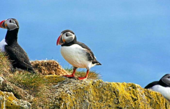 “La biodiversidad no está colapsando en Europa”