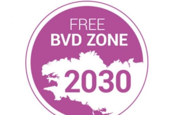 En Bretaña, la certificación “libre de BVD” se vuelve obligatoria antes de transferir un bovino de una cría a otra.