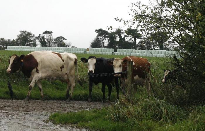 Lactalis exige a los criadores ecológicos que vuelvan a los convencionales