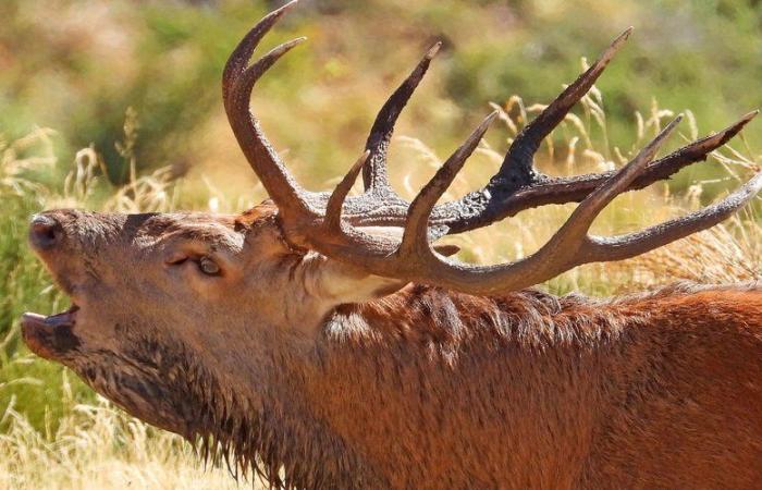 El rugido de los ciervos: una inmersión en la naturaleza salvaje del Aude