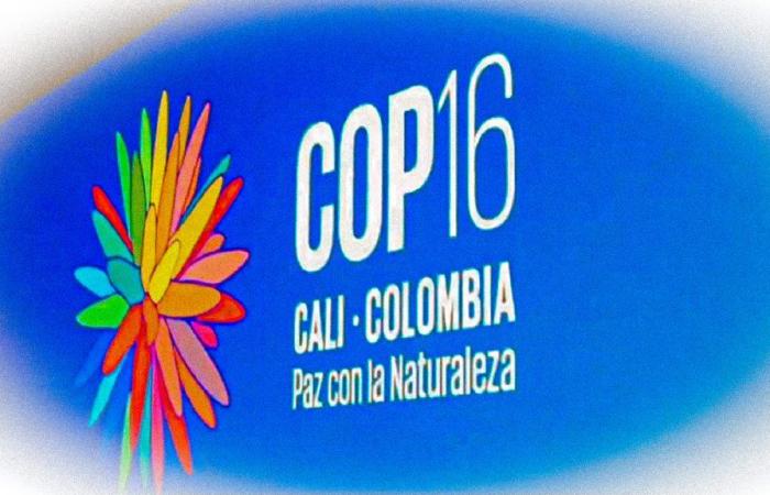 Biodiversidad COP16: entender los problemas en 6 preguntas