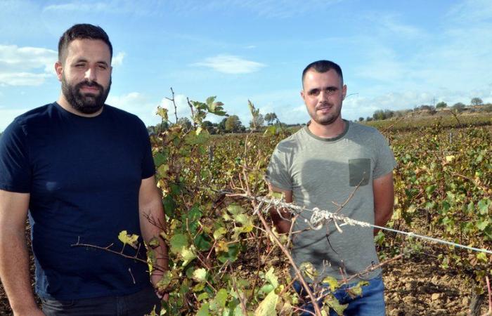 TESTIMONIOS. “Sólo queremos poder vivir de nuestra profesión”: el malestar gana terreno entre los viticultores del Aude