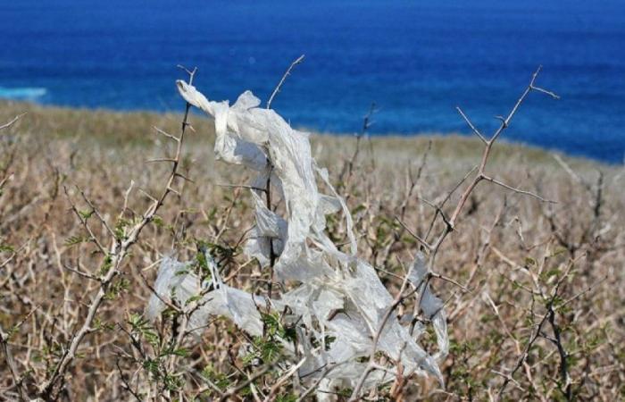 Observatorio marino descubre microplásticos en plancton