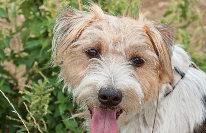 Un perro rescatado tras 24 horas atrapado en una galería subterránea