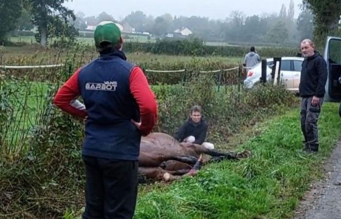 Su caballo murió con las patas aplastadas en Orne a causa del robo de una barrera