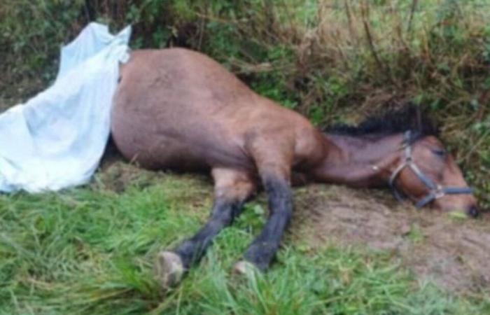 Su caballo murió con las patas aplastadas en Orne a causa del robo de una barrera