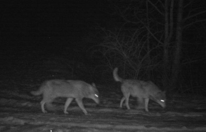 Un lobo visto en la región, por primera vez después de un siglo de ausencia.