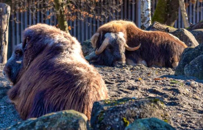 Zoológico de Berna: un bóvido muere tras comer demasiadas bellotas