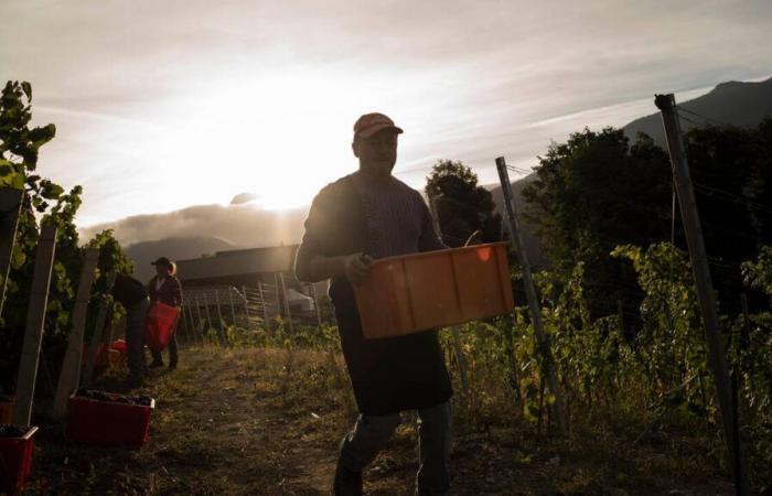 En Suiza, una gran variedad de variedades de uva se concentran en un pequeño territorio.