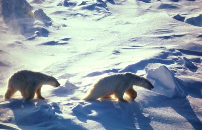 Dos efectos inesperados afectan duramente a los osos polares