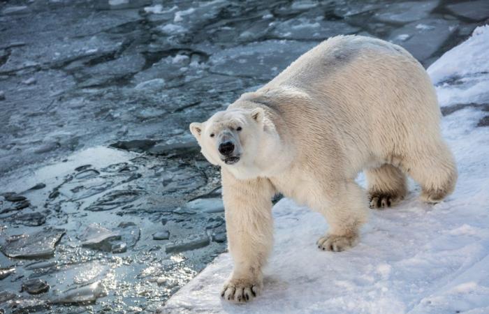 Dos efectos inesperados afectan duramente a los osos polares