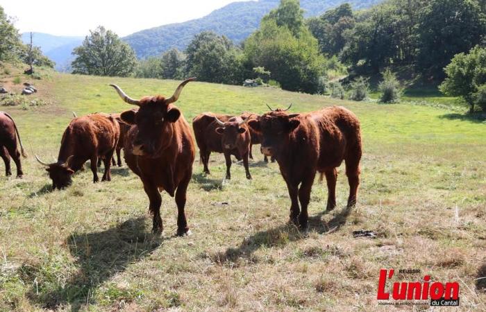 Rebaño lechal: ¿recapitalización en marcha en Cantal? | Agricultura Macizo central