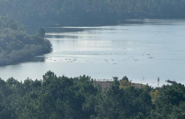 EN FOTOS. Las grullas comunes encuentran su “hotel de cuatro estrellas” en Arjuzanx, en las Landas