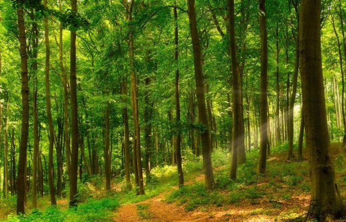 Camina por el bosque y se encuentra con un cadáver humano escondido debajo de unas ramas.