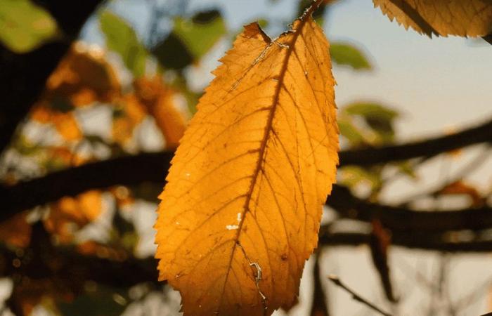 Clima del fin de semana: las temperaturas del otoño esperarán un poco más