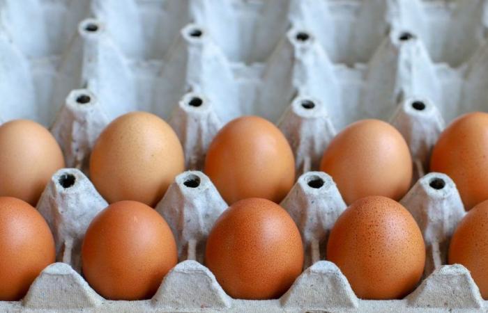 Salmonella: huevos retirados de la venta en Francia por riesgo de contaminación