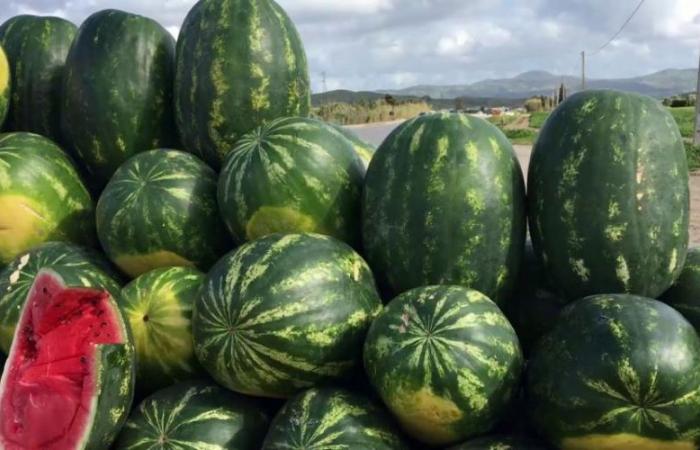 Los agricultores de Tata piden que se levante la prohibición de la sandía