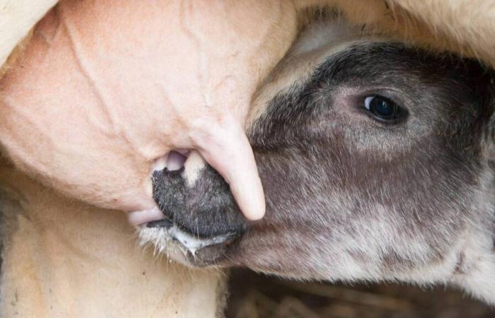 En Suiza, la vaca del futuro porta una mutación genética que apareció en el ganado del Caribe