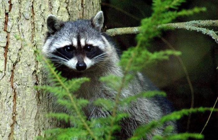 Tercera operación de vacunación contra la rabia en mapaches en la región de Bedford