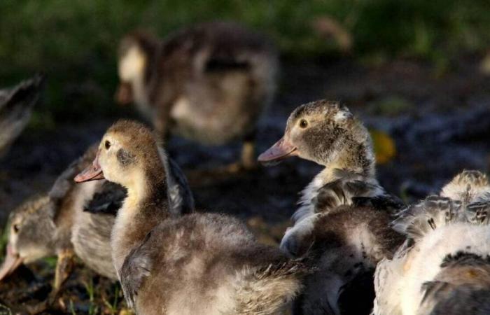 Detectados dos brotes de gripe aviar en granjas de patos vacunados en Morbihan