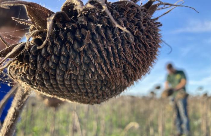 Aceites vegetales buenos para la salud y sin petróleo