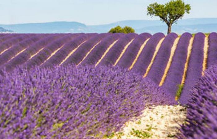 NO al proyecto de antena repetidora 5G en la meseta de Valensole a lo largo de campos de lavanda