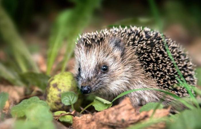 El erizo, “casi amenazado” de extinción