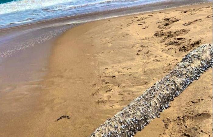 Arrojado a la playa: ¿un monstruo marino o un plato? Esta criatura tentáculo intriga a Australia