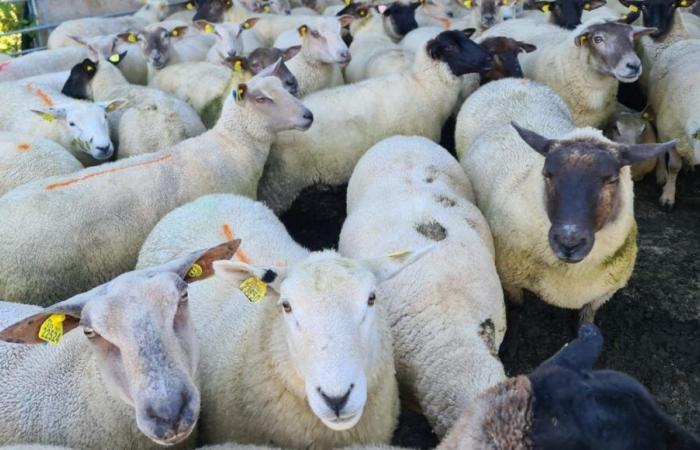 Un primer proyecto verá la luz para valorizar la lana producida en Creuse