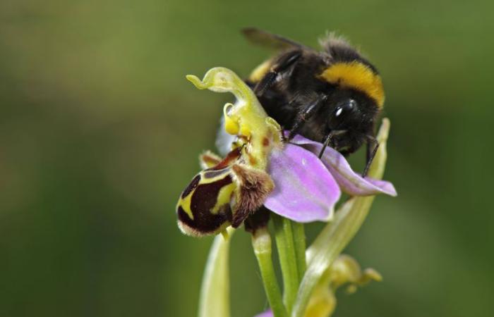 No, las “begonias mariposa luz de luna”, flores parecidas a mariposas, en realidad no existen