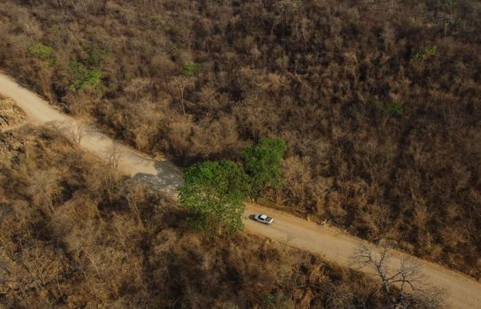 La sabana brasileña, resistente a los incendios