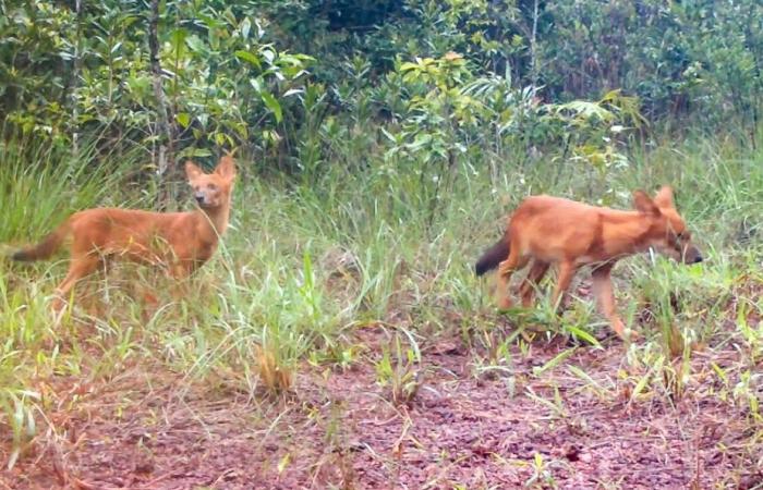 Camboya: especies raras filmadas en bosques amenazados