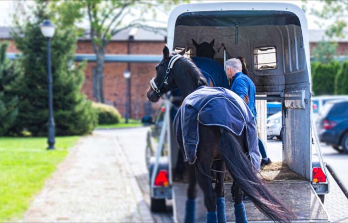 Caballo sufre un ataque de pánico en su remolque y muere tras caer sobre un remolque de cuatro vías