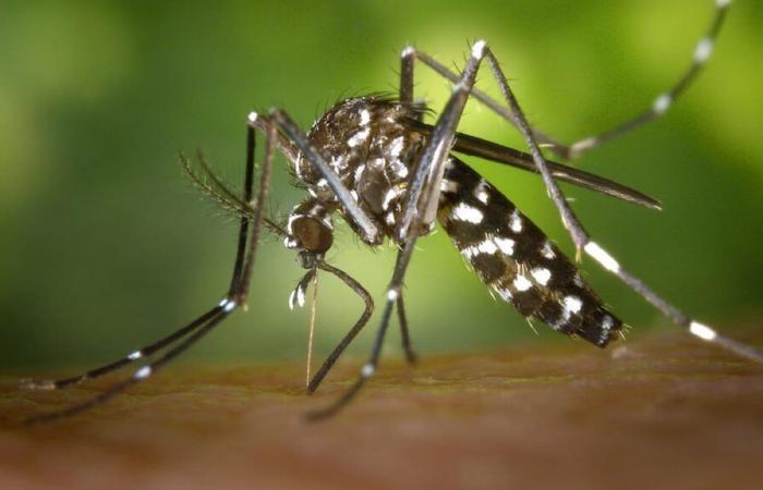 A pesar del otoño, los mosquitos tigre siguen picando en Isla de Francia