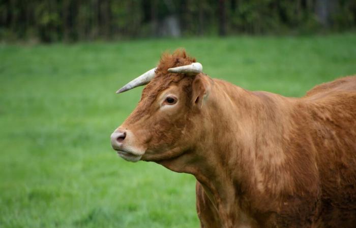 ¿Quién es Ringostarr, el toro estrella de Charolais en celebración?