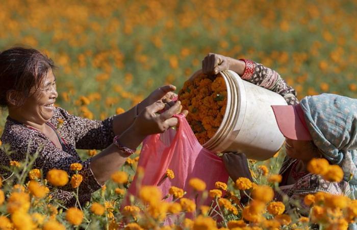 La producción de flores aumenta en un pueblo nepalí