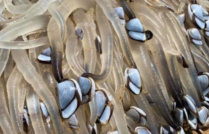 Arrojado a la playa: ¿un monstruo marino o un plato? Esta criatura tentáculo intriga a Australia