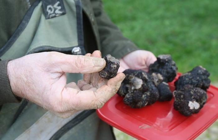 Trufas: la temporada pinta bien en el Lot, un poco adelantada