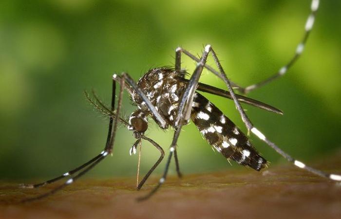 Larvas de mosquito Aedes Albopictus descubiertas en Saint-Barthélémy