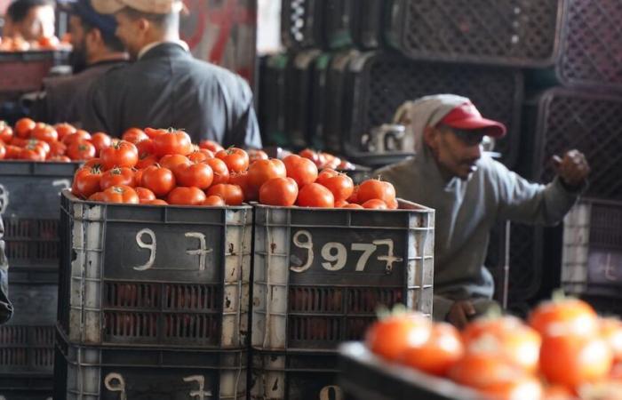 Tomates: cuando el calor y las plagas impactan en el mercado