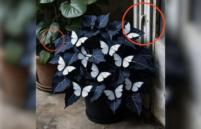 No, las “begonias mariposa luz de luna”, flores parecidas a mariposas, en realidad no existen