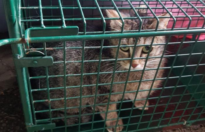 Una pareja mata a una veintena de gatos callejeros que se refugiaban en su terreno