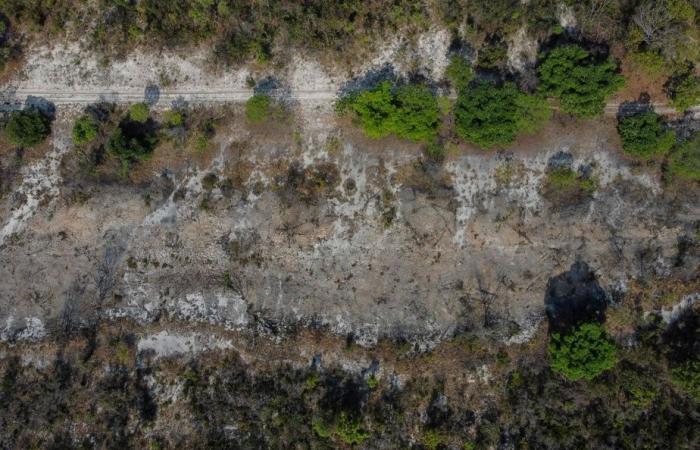 La sabana brasileña, resistente a los incendios