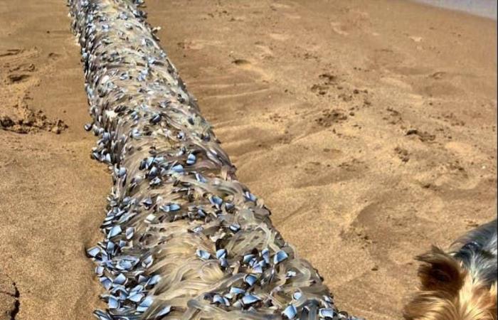 Arrojado a la playa: ¿un monstruo marino o un plato? Esta criatura tentáculo intriga a Australia