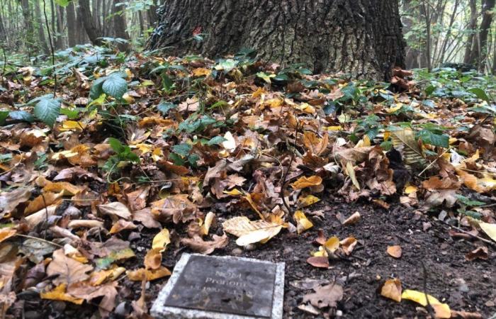 “Gracias a los muertos salvamos los árboles”… Fuimos a un “bosque santuario” en Alsacia