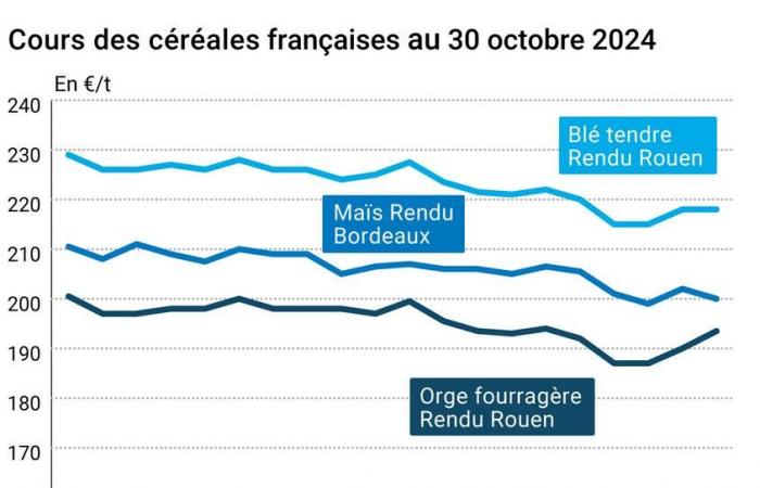 COTidienne | Cereales – Las ventas técnicas pesan sobre los precios del trigo blando de Euronext, a pesar de la posible compra de 3 barcos de trigo francés por parte de Marruecos